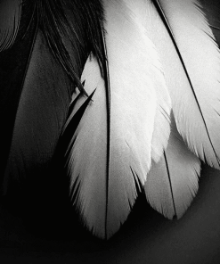 Monochrome Bird Feathers Diamond Painting