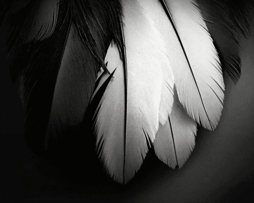 Monochrome Bird Feathers Diamond Painting