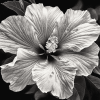 Monochrome Hibiscus Blossoms Diamond Painting