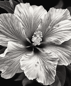 Monochrome Hibiscus Blossoms Diamond Painting