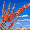 Ocotillo Blossoming Plant Diamond Painting