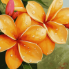 Orange Plumeria Blossoms Diamond Painting