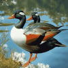 Paradise Shelduck Bird Diamond Painting