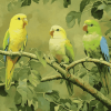 Parrotlet Birds on Tree Branch Diamond Painting