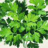 Parsley Plant Diamond Painting