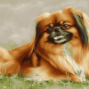 Pekingese Puppy Diamond Painting