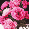 Pink Carnation Blooms Diamond Painting