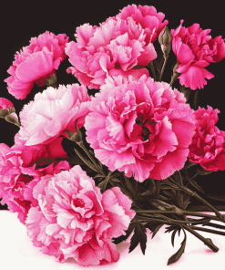 Pink Carnation Blooms Diamond Painting