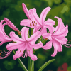 Pink Nerine Blossoms Diamond Painting