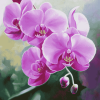 Pink Orchid Blossoms Diamond Painting