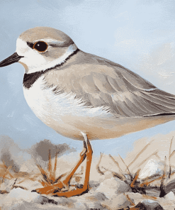 Piping Plover Birds Diamond Painting