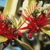 Pohutukawa Blossom with Bees Diamond Painting