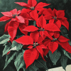 Poinsettia Blossoms Diamond Painting