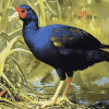 Pukeko Bird Artistry Diamond Painting