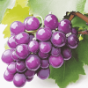 Purple Grapes Diamond Painting