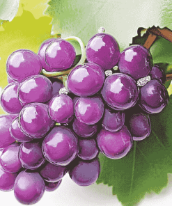 Purple Grapes Diamond Painting