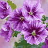 Purple Mallow Blossoms Diamond Painting