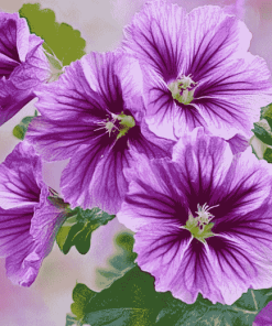 Purple Mallow Blossoms Diamond Painting