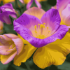 Purple and Yellow Floral Blossoms Diamond Painting