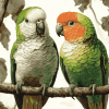 Quaker Parrot Birds Diamond Painting