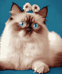 Ragdoll Kitty Diamond Painting