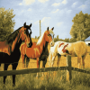 Ranch Horses Diamond Painting