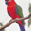 Red Eclectus Colorful Birds Diamond Painting