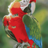 Red Shouldered Bird Diamond Painting