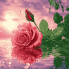 Rose Blossoms Water Diamond Painting