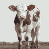 Shorthorn Calf Art Diamond Painting