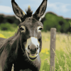 Smiling Black Donkey Diamond Painting