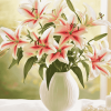 Stargazer Lily Blossoms Diamond Painting