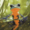 Swimming Salamander Reptile Diamond Painting