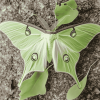 The Lunar Moth Insects Diamond Painting