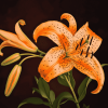 Tiger Lilies Blooms Diamond Painting