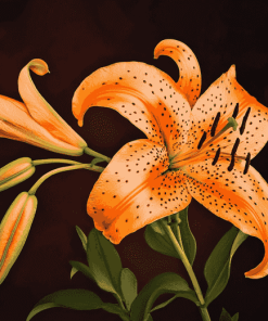 Tiger Lilies Blooms Diamond Painting