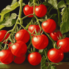 Tomato Plants Art Diamond Painting