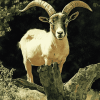 Tree Climbing Goat Diamond Painting