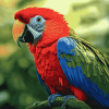 Tropical Lory Parrots Diamond Painting