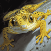 True Gecko Reptiles Diamond Painting