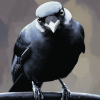 Western Jackdaw Fowl Diamond Painting