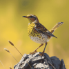 Western Meadowlark Bird Diamond Painting