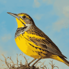 Western Meadowlark Birds Diamond Painting