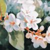 White Aloysia Blossoms Diamond Painting