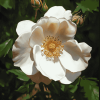 White Cherokee Rose Blossoms Diamond Painting