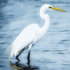 White Egret Bird Diamond Painting