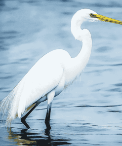 White Egret Bird Diamond Painting