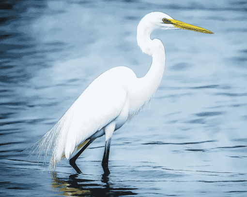 White Egret Bird Diamond Painting