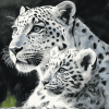 White Leopard and Baby Wildlife Diamond Painting