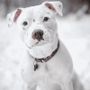 White Staffy in Winter Diamond Painting